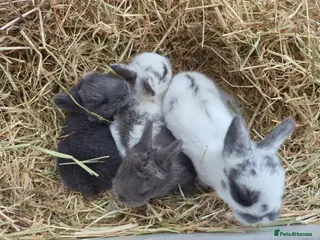 Netherland Dwarf rabbits Netherlands Dwarf babies - Advert 1