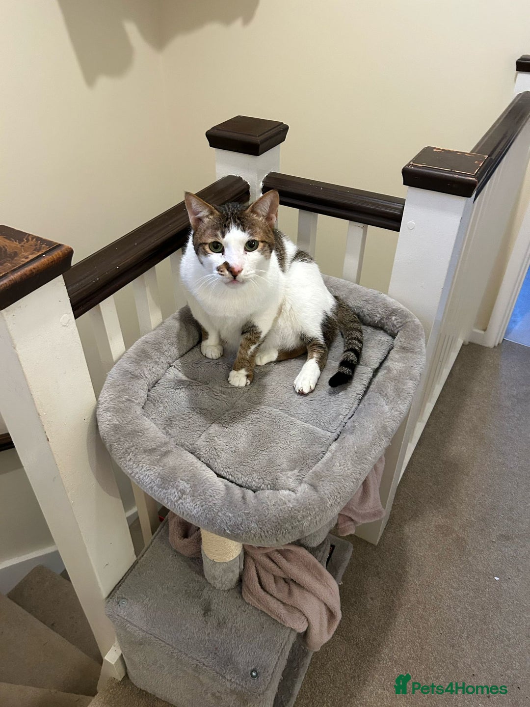 Mixed Breed cats for adoption: [Indoors only] Tom, Bryan, Ezzie: cuddliest boys - Image 20