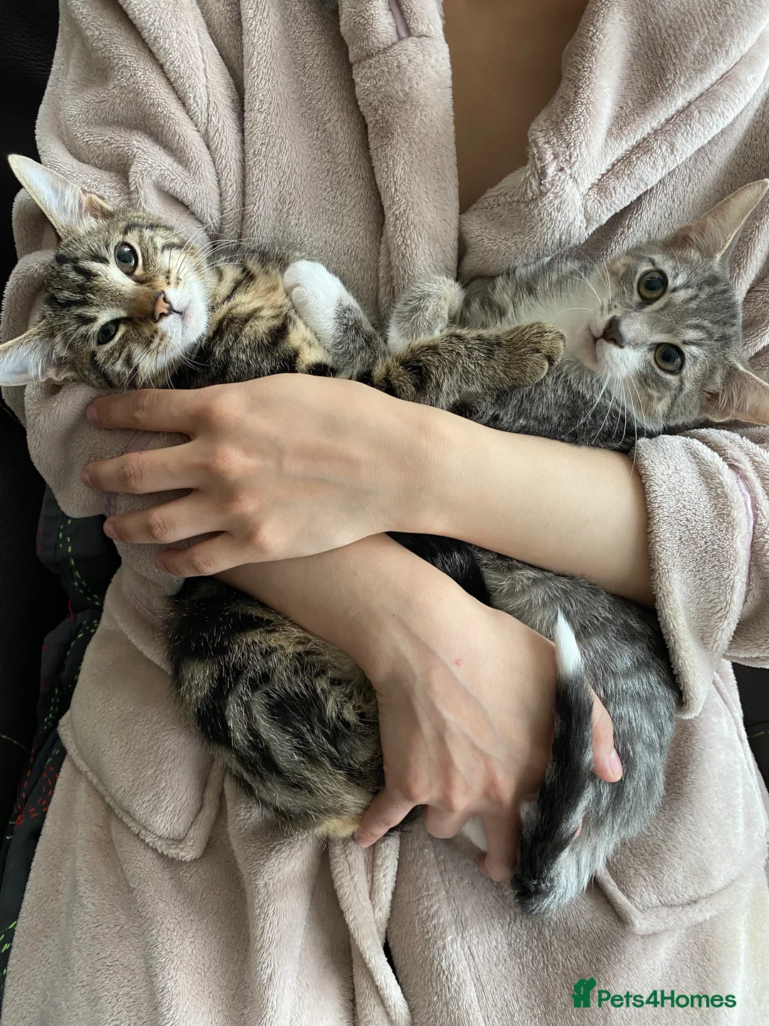 Mixed Breed cats for sale: 8 months old kittens - 2 brothers - Advert 2