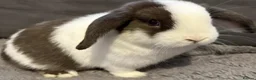 Mini Lop rabbits for sale: Mini Rex and mini lops - Advert 13