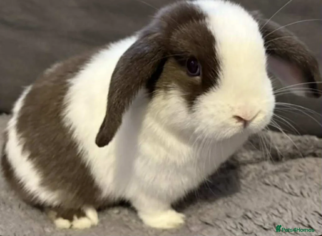 Mini Lop rabbits for sale: Mini Rex and mini lops - Advert 13