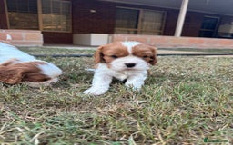 Cavalier King Charles Spaniel dogs for sale: Tested-clear cavalier king charles spaniels - Image 2