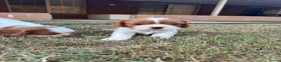 Cavalier King Charles Spaniel Puppy 1