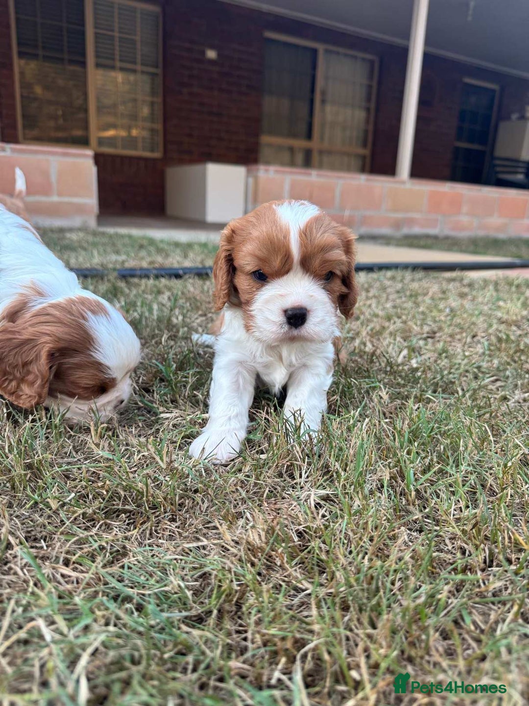Cavalier King Charles Spaniel dogs for sale: Tested-clear cavalier king charles spaniels - Image 2