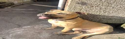 Mixed Breed dogs for sale: URGENT House Trained Staffy/Mastiff rehoming - Advert 6