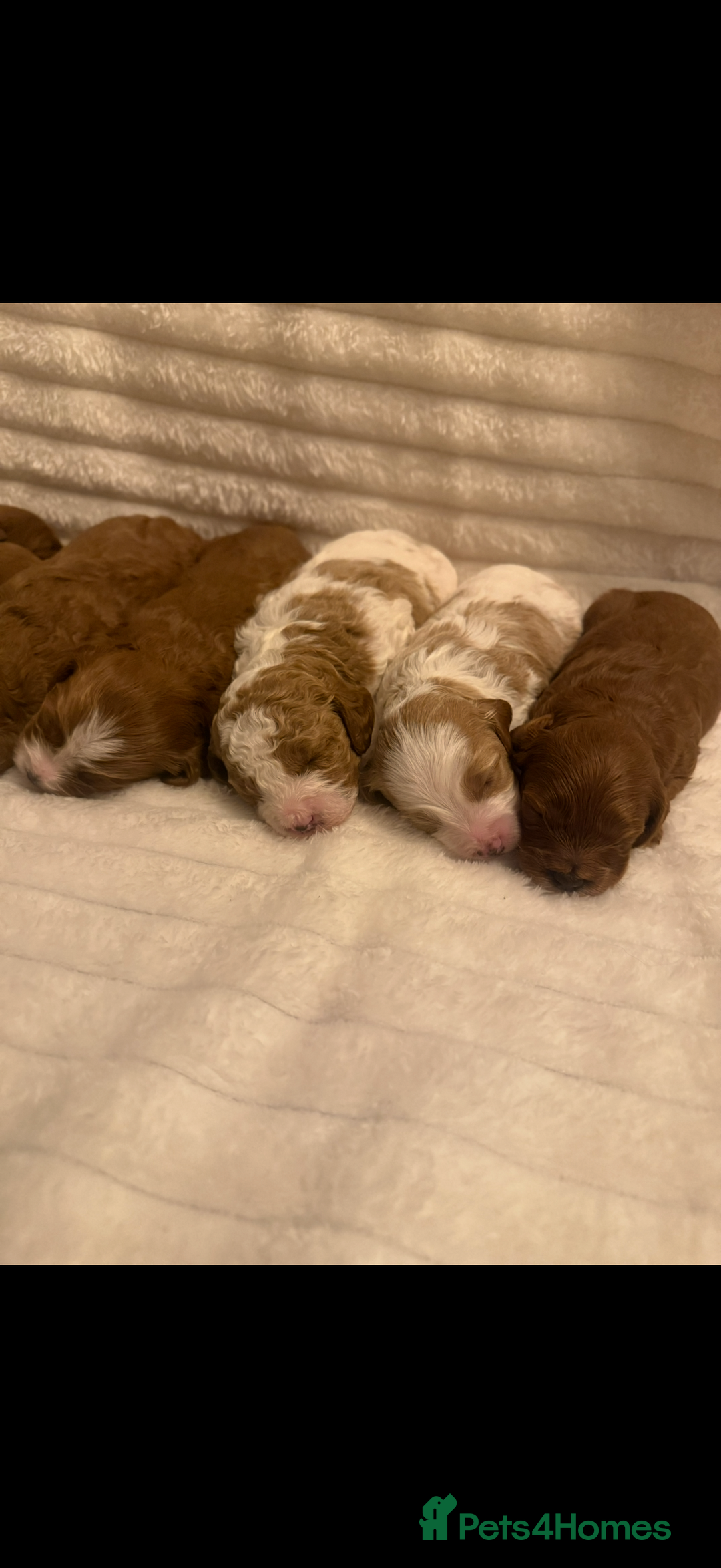 Cavapoo dogs for sale: Beautiful cavapoo puppies  - Advert 3