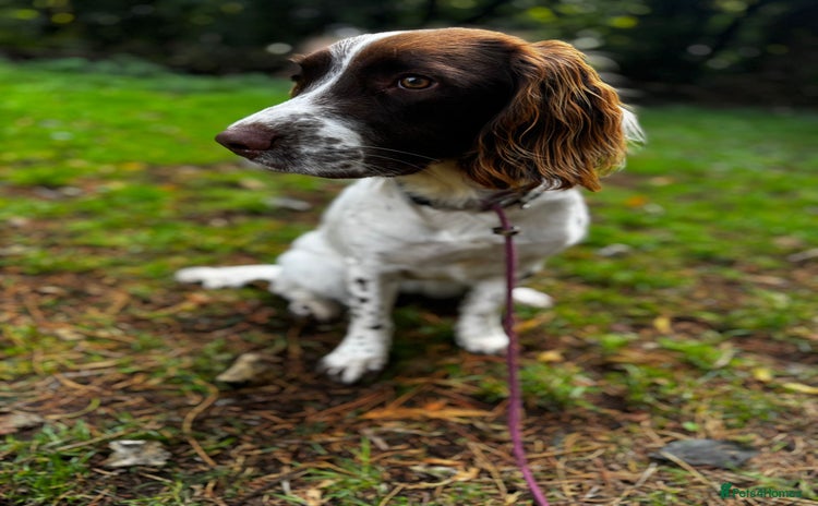 English Springer Spaniel dogs - Advert 4