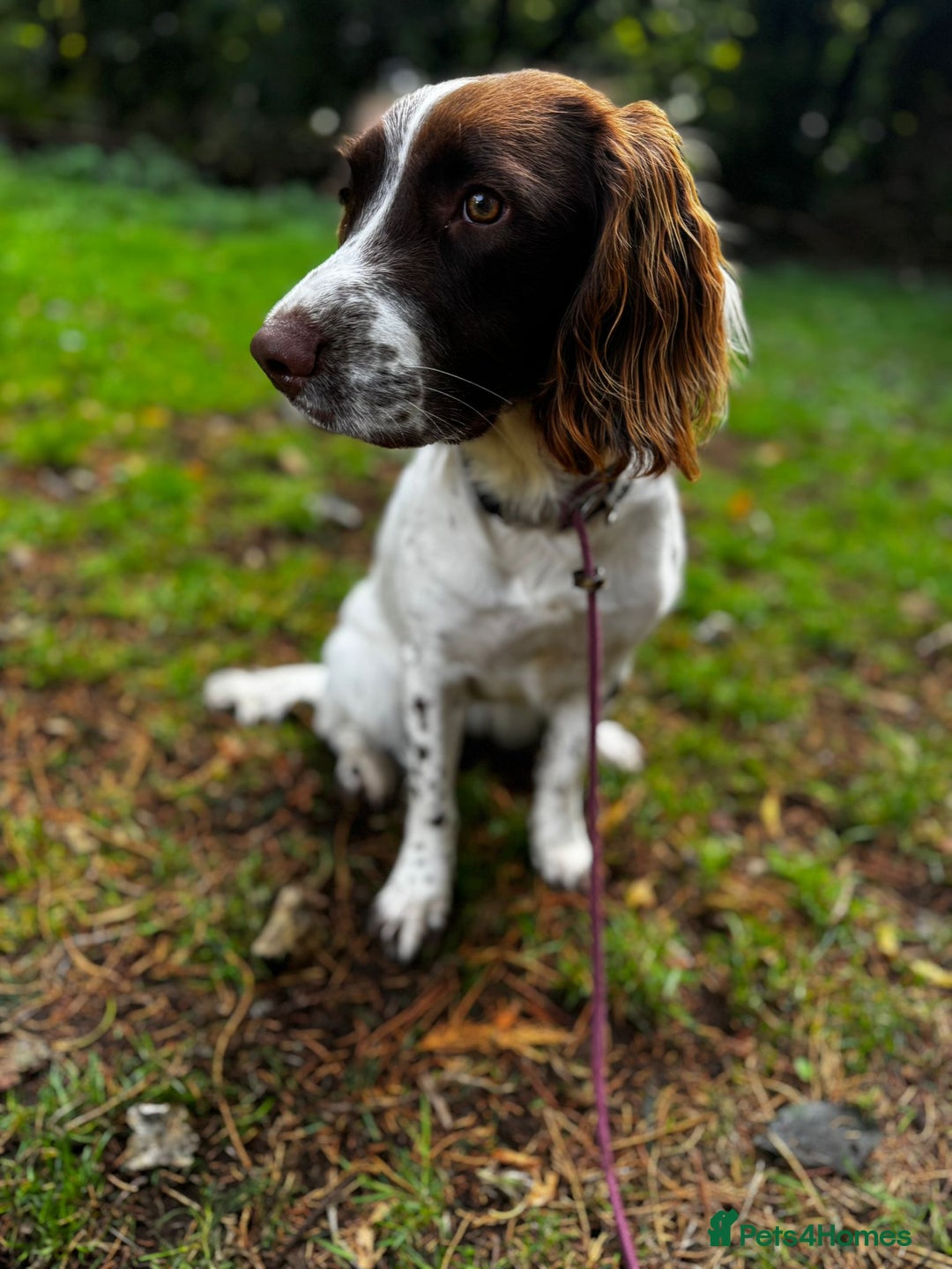 English Springer Spaniel dogs for sale: Stunning KC springer - Image 1
