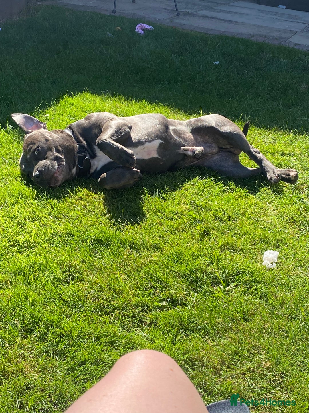 Staffordshire Bull Terrier dogs for stud: KC PROVEN Blue Staffordshire Bull Terrier for STUD in Wakefield - Advert 10