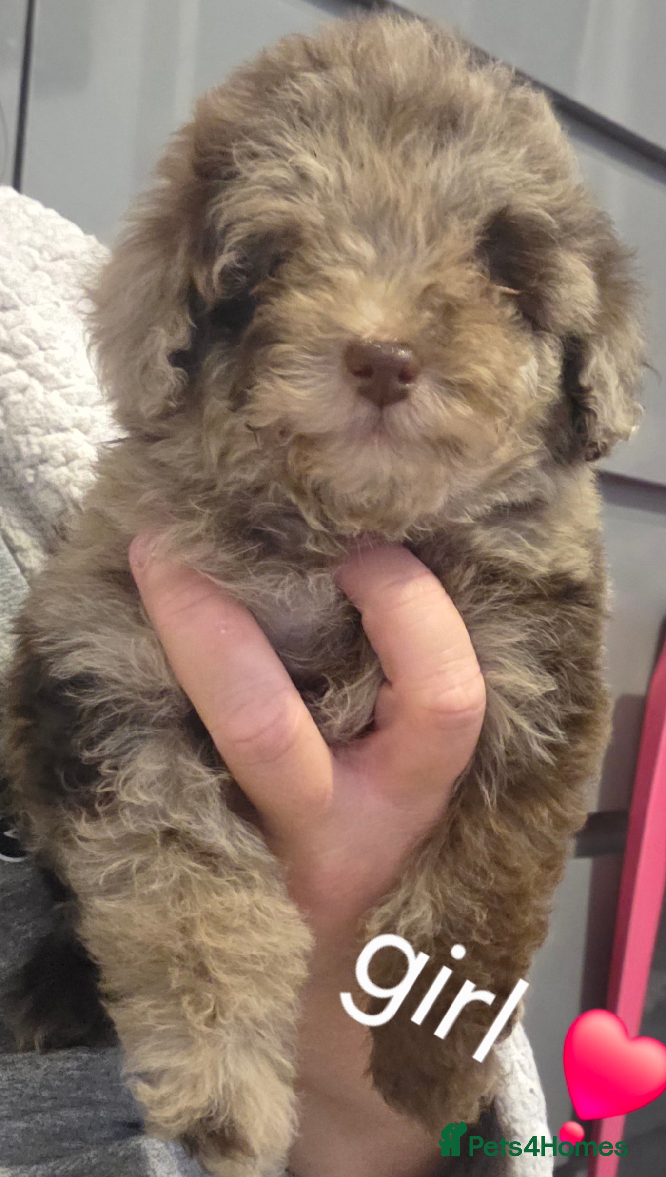 Toy Poodle dogs Gorgeous littler of x ** mall toy poodles  - Advert 7