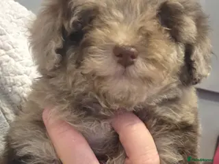 Toy Poodle dogs Gorgeous littler of x ** mall toy poodles - Advert 7