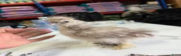 Chickens poultry for sale: 🐥🐣🥚USA Bearded silkies🐥Vorwerk🐥Brahmas🥚🐣🐥 - Advert 16
