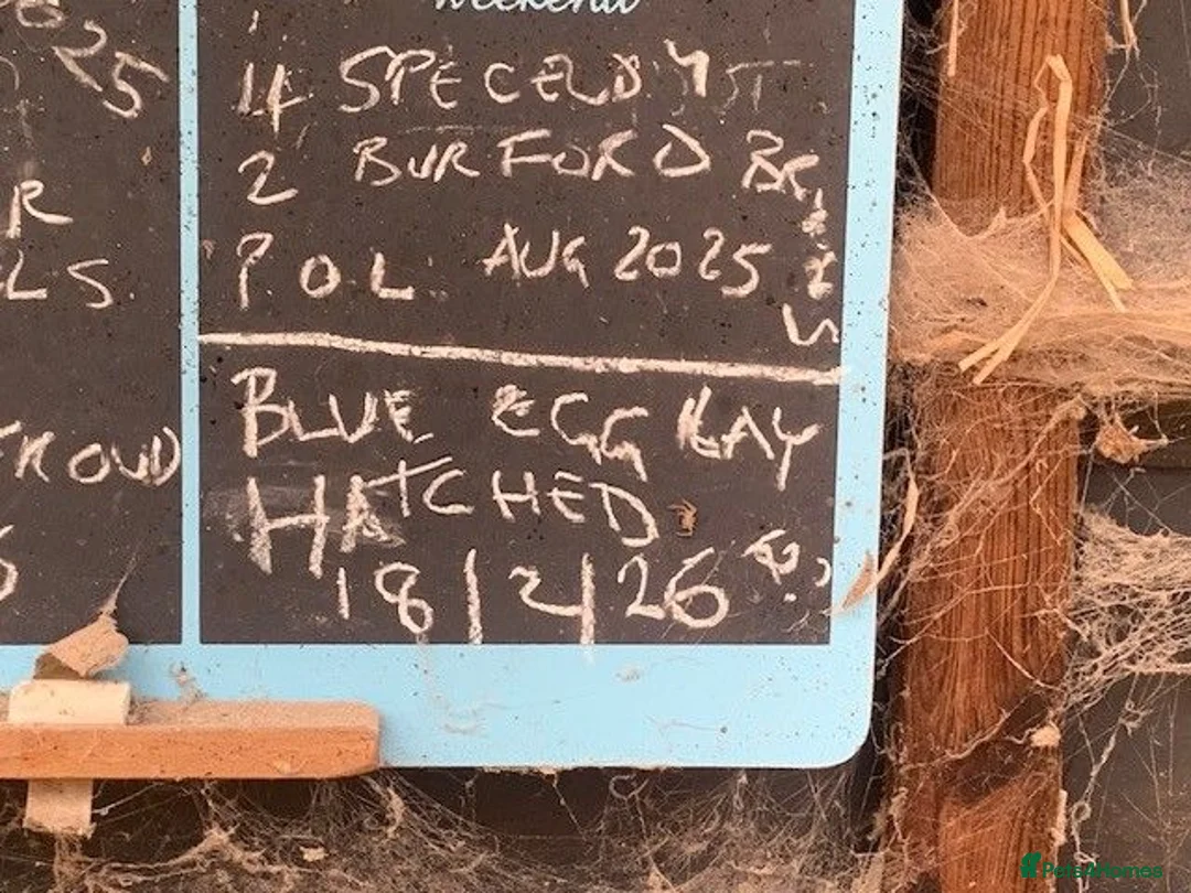Chickens poultry for sale: Leghorn cross Araucana Blue Egg Layers For Sale - Advert 5