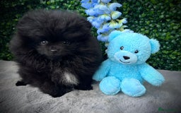 Pomeranian dogs for sale: ** Stunning Black Boy ** - Image 6