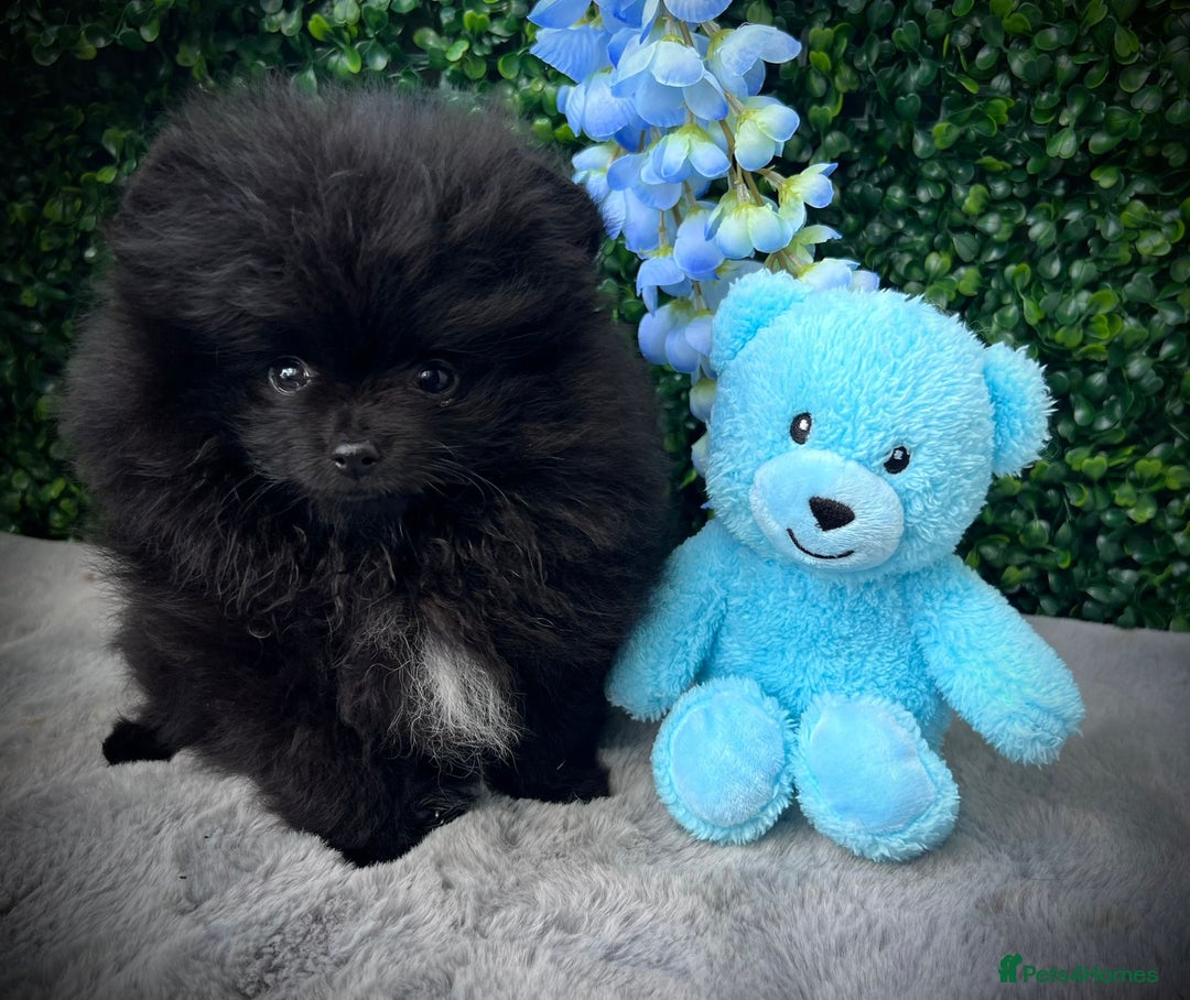 Pomeranian dogs for sale: ** Stunning Black Boy ** - Image 6