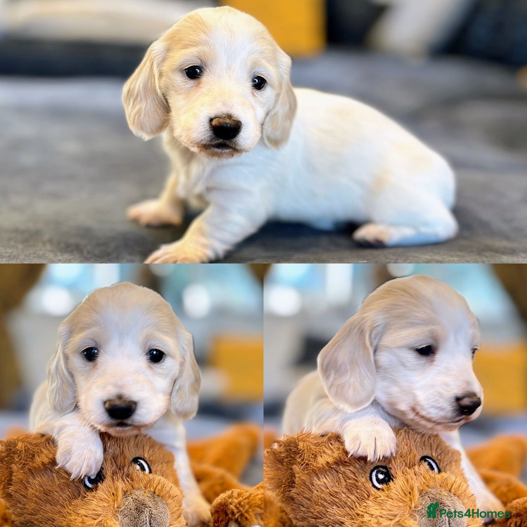 Miniature Dachshund dogs for sale: KC Registered Cream Long Hair Miniature Dachshunds - Advert 23