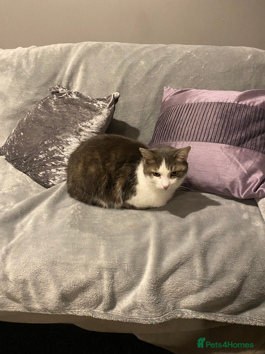 British Shorthair cats for sale: Two adult female cats  - Advert 3