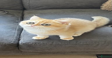 British Shorthair cats - Advert 16