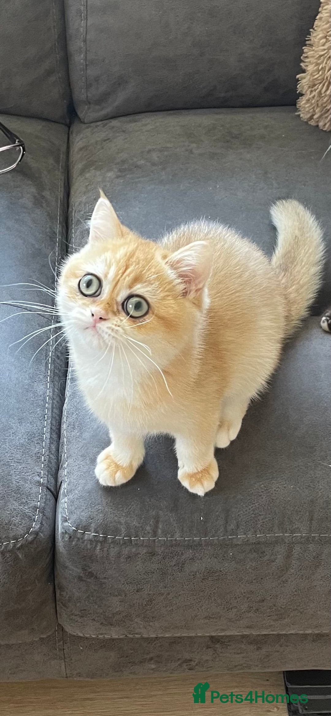 British Shorthair cats for sale: TICA & GCCF  Registered ACTIVE  Female Active  - Image 2