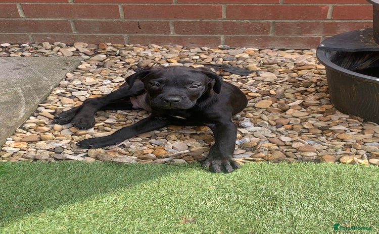 Presa Canario dogs - Advert 1