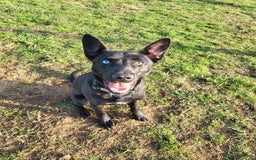 Mixed Breed dogs for sale: German Shepherd x Patterdale - Image 1