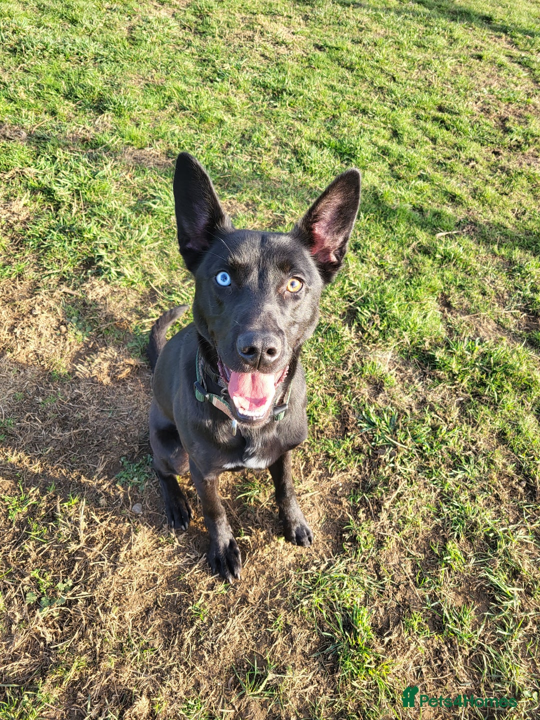 Mixed Breed dogs for sale: German Shepherd x Patterdale - Image 1