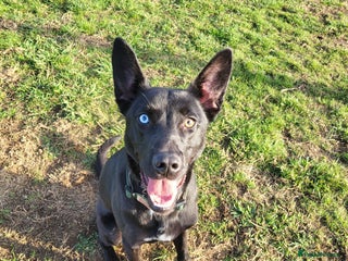 Mixed Breed dogs for sale - Advert 1