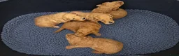 Labradoodle dogs for sale: 🐾 Beautiful Red Labradoodle Puppies – 5 Boys  🐾 - Advert 1