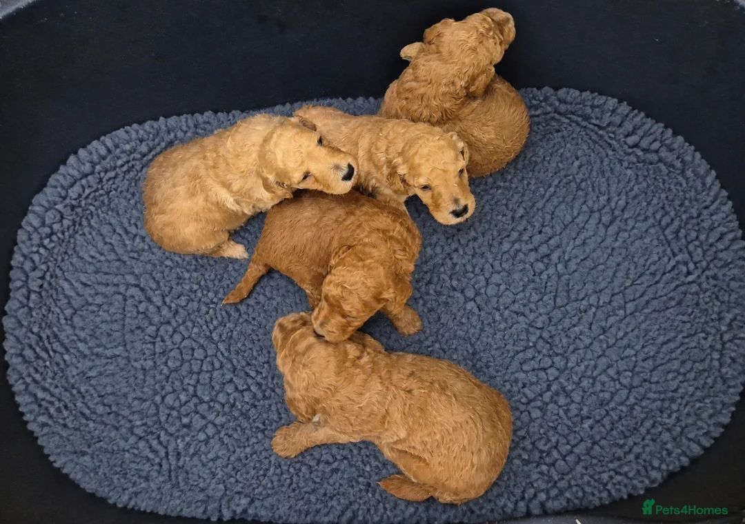 Labradoodle dogs for sale: 🐾 Beautiful Red Labradoodle Puppies – 5 Boys  🐾 - Advert 1