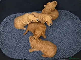 Labradoodle dogs for sale: 🐾 Beautiful Red Labradoodle Puppies – 5 Boys 🐾 - Advert 2