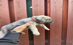 Cane Corso dogs for sale: cane corso pups - Image 16
