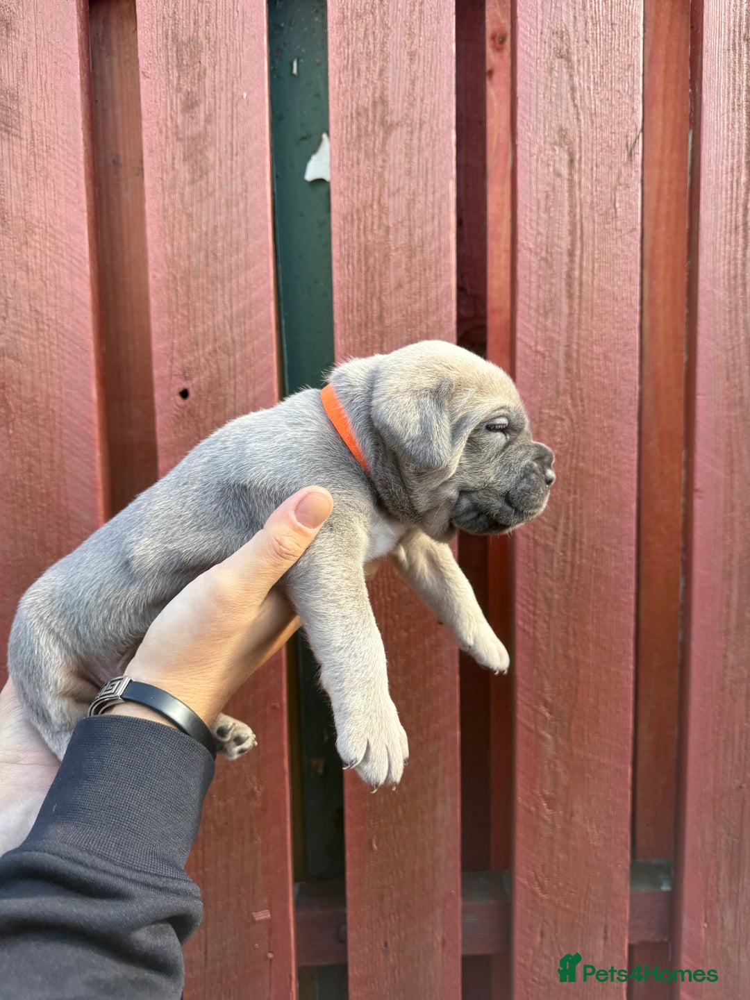 Cane Corso dogs for sale: cane corso pups - Image 16