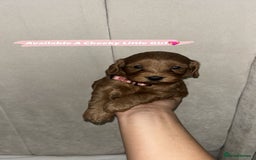 Cockapoo dogs for sale: FOX RED COCKAPOOS ⭐️⭐️ - Image 15