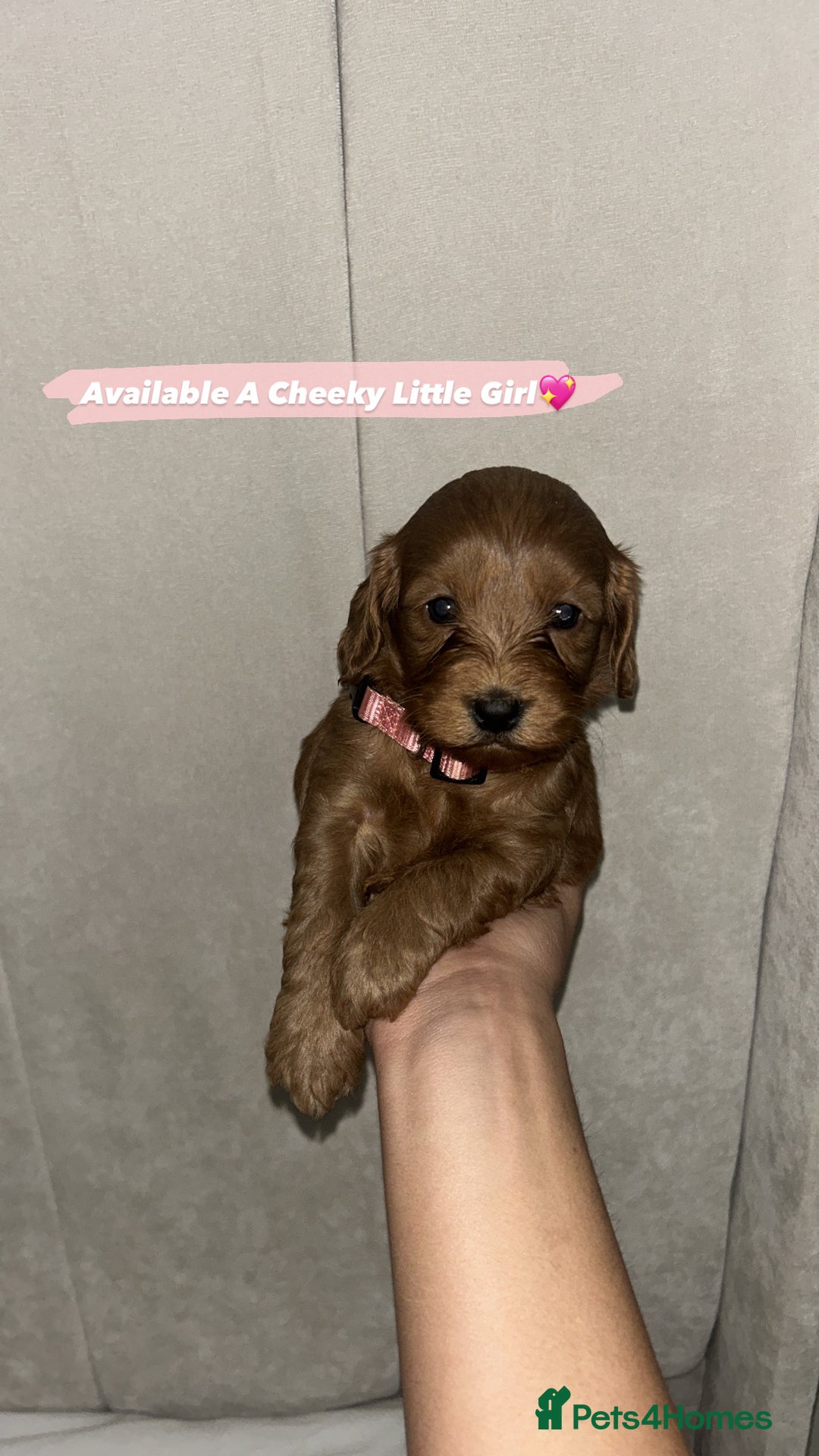 Cockapoo dogs for sale: FOX RED COCKAPOOS ⭐️⭐️ - Image 15