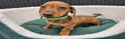 Dachshund dogs for sale: Super sweet Dachshund puppies - Advert 7