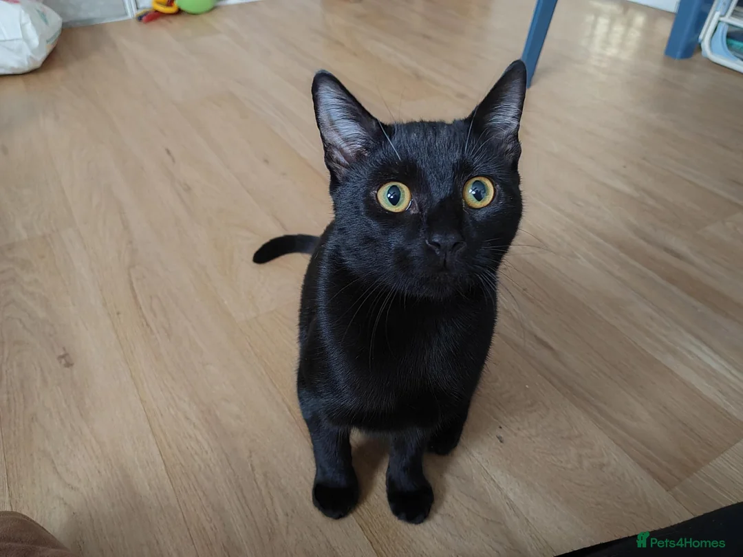 Mixed Breed cats for sale: Male cat - Advert 2