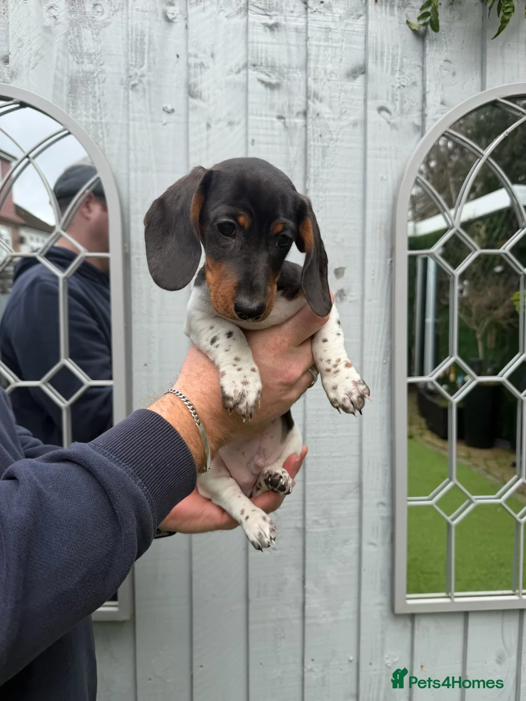 Miniature Dachshund dogs for sale: Miniature dachshunds puppies long and short coats - Advert 2