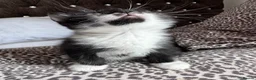 Mixed Breed cats for sale: Beautiful kittens looking for forever home  in Birmingham - Advert 3