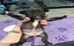 Mixed Breed dogs for sale: Frenchtons - Boston Terrier x Frenchie - Image 12