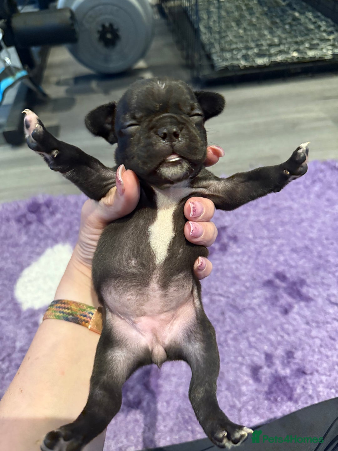 Mixed Breed dogs for sale: Frenchtons - Boston Terrier x Frenchie - Image 12