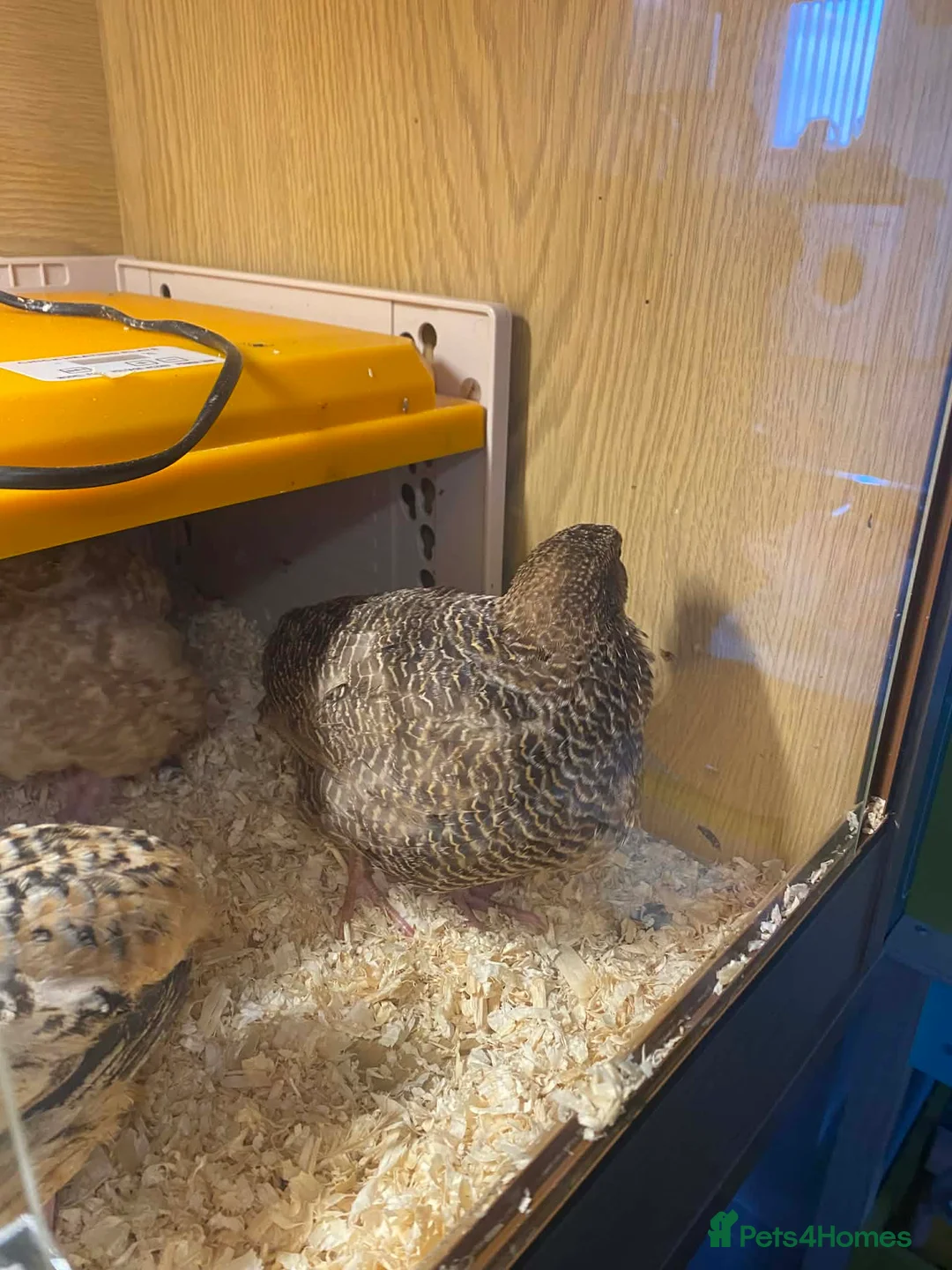 Mixed Breed birds for sale: Cortex Quails - Mixed Male & Female - Advert 4