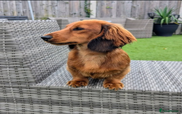 Mixed Breed dogs for sale: 75% Dachshund Cross Puppies - 4 Boys Available - Image 14