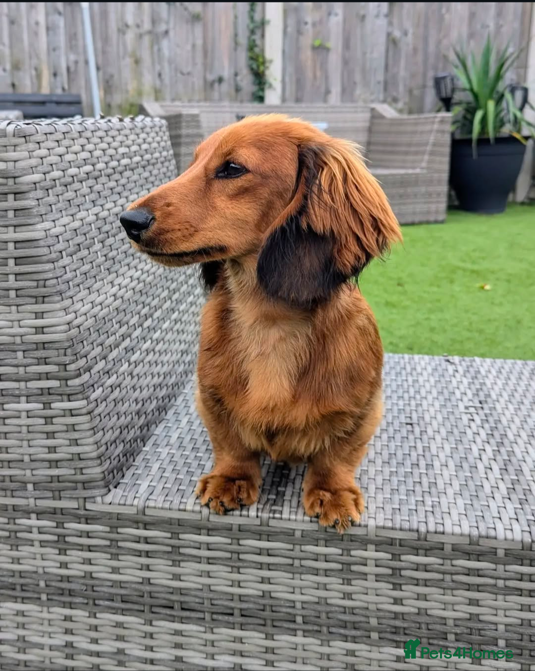 Mixed Breed dogs for sale: 75% Dachshund Cross Puppies - 4 Boys Available - Image 14