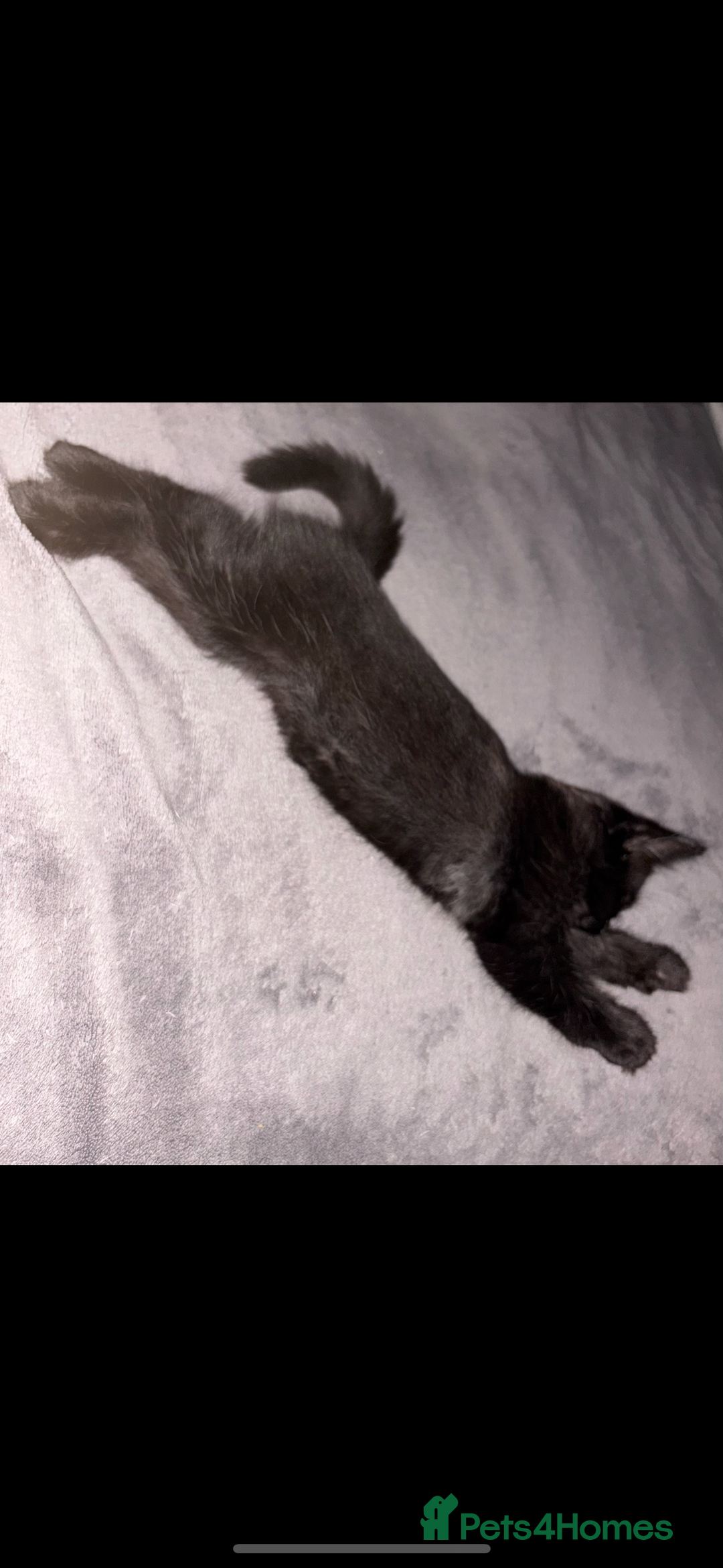 Mixed Breed cats for sale: Last female kitten for sale - Image 2