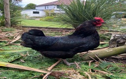 Chickens poultry for sale: Light Sussex and Black Copper Maran - Image 3