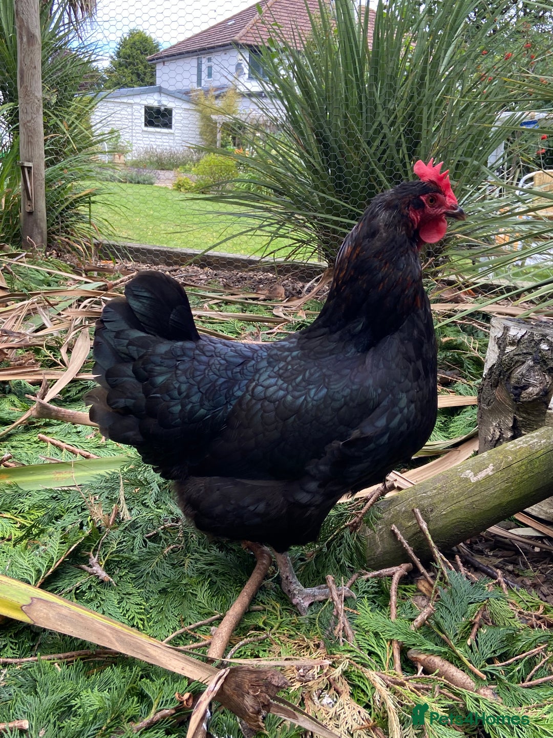 Chickens poultry for sale: Light Sussex and Black Copper Maran - Image 3