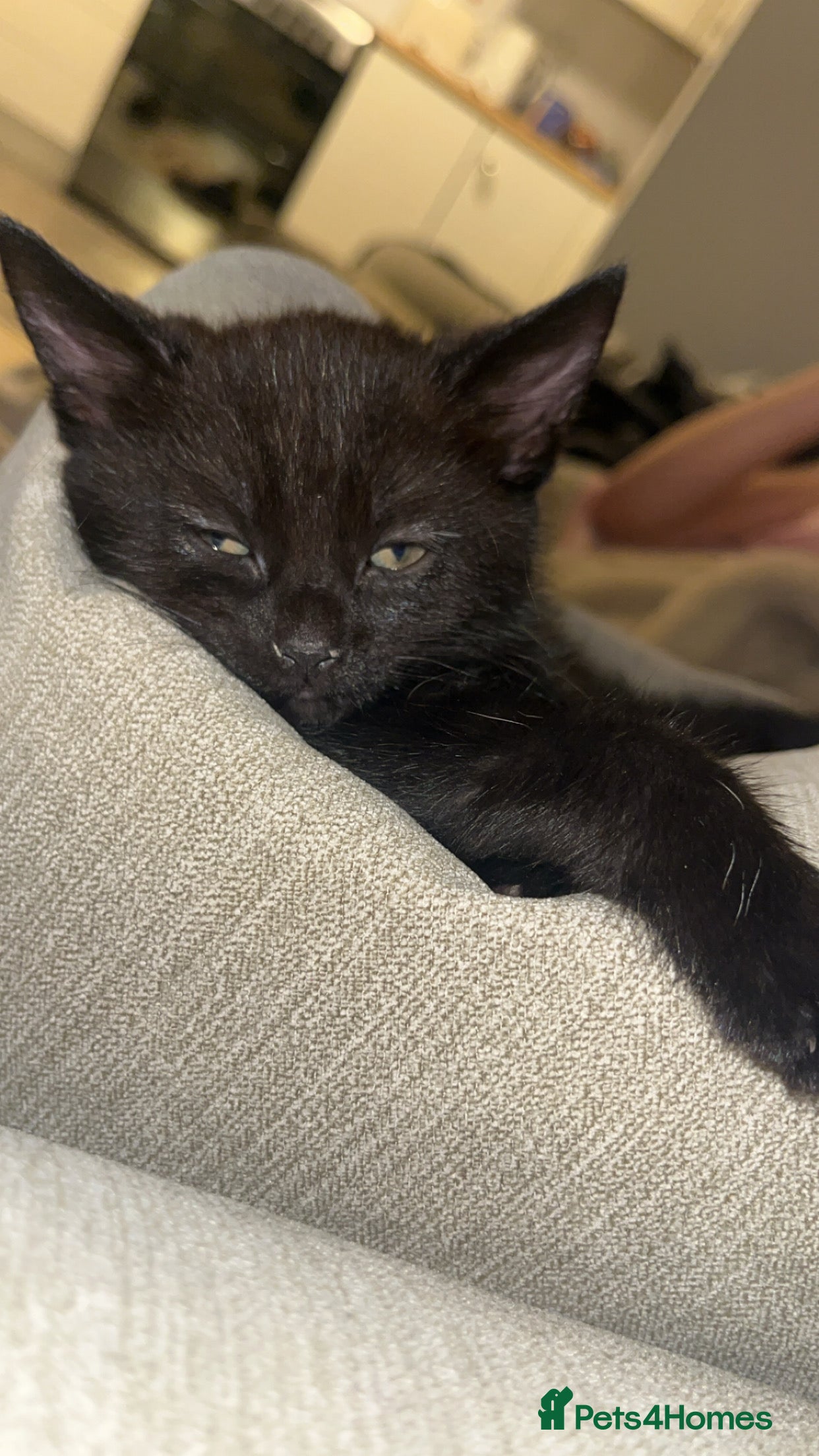 Domestic Shorthair cats Beautiful black kittens £30 - Advert 9