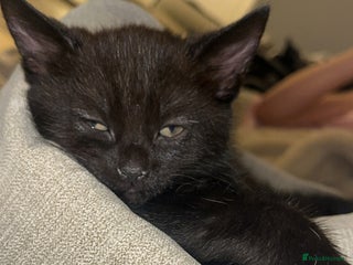 Domestic Shorthair cats Beautiful black kittens - Advert 4