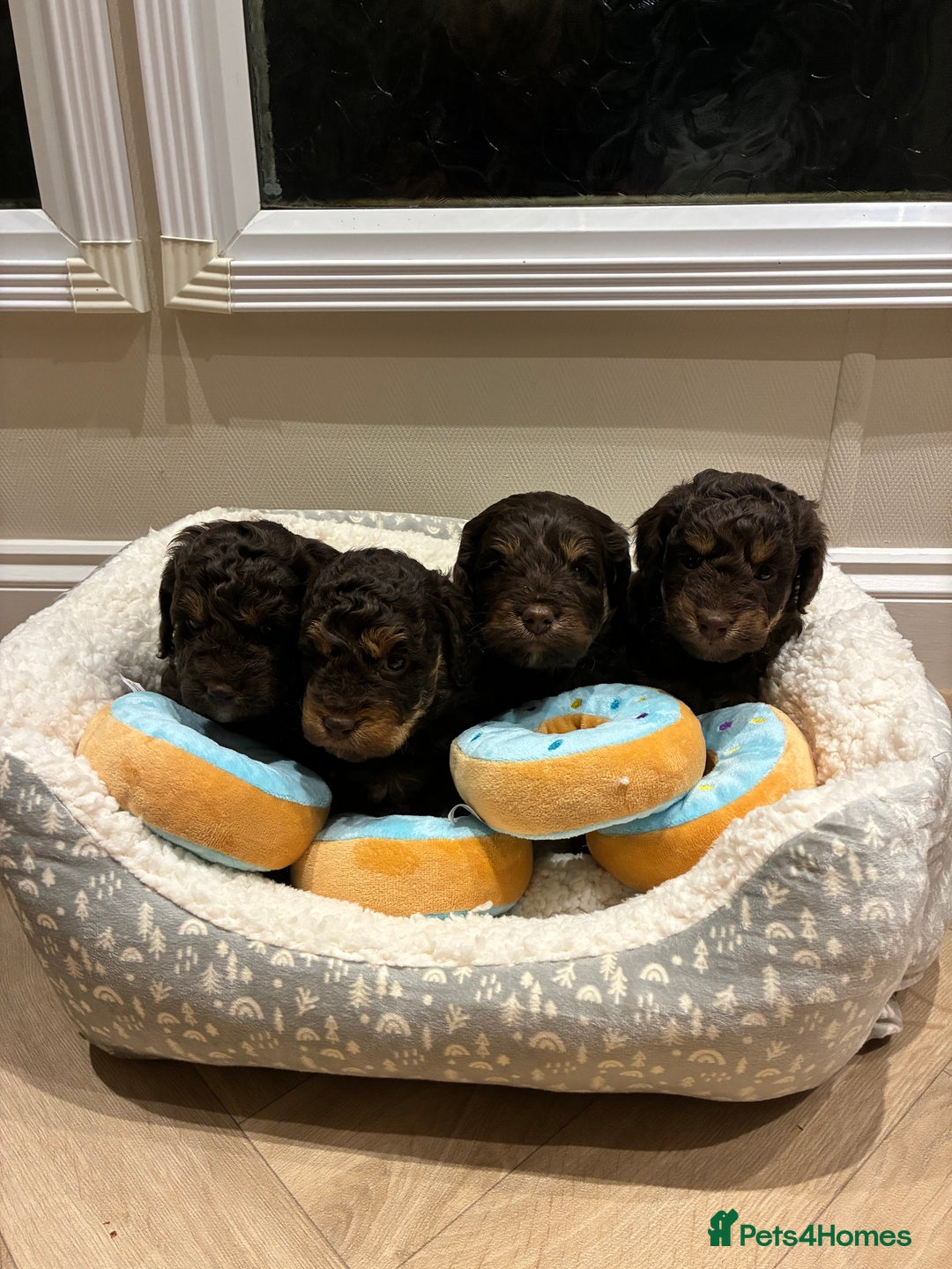 Cockapoo dogs for sale: Gorgous F1 chocolate and tan cockapoo puppies  - Image 8