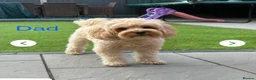 Cavapoo dogs for sale: F2B Home reared Cavapoo Puppies in Maldon - Advert 13